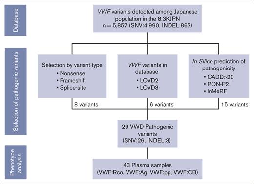 Selection process of pathogenic VWF variants and related plasma samples from jMorp. The pathogenicity of the 5857 VWF variants registered in 8.3KJPN was assessed by registration in the database LOVD, in silico analysis of pathogenicity, and genetic aberrations that do not escape pathogenicity. Because some variants matched >1 criterion, the number of variants selected by each criterion was counted in order of “variant type” first, followed by “database,” and then “in silico prediction.” In total, 29 variants were considered pathogenic; and VWF:Rco, VWF:Ag, VWF:pp, and VWF:CB in 43 plasma samples obtained from the carriers of these variants were analyzed, and their relation to phenotype was investigated. CADD, combined annotation dependent depletion; InMeRF, individual meta random forest; PON-P2, Pathogenic-or-Not-Pipeline2.