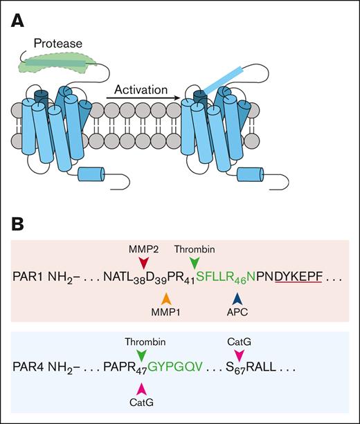 PAR1 and PAR4 cleavage sites. Proteases cleave PAR1 and PAR4 at different sites on their N terminus. The residues in green denote the canonical tethered ligand generated by thrombin. (A) Model of PAR activation mechanism via proteolysis of the N terminus. (B) The amino acid sequence of the N terminus of PAR1 or PAR4. The cleavage sites for thrombin, MMP1, MMP2, APC, and cathepsin G are inidicated. CatG, cathepsin G.