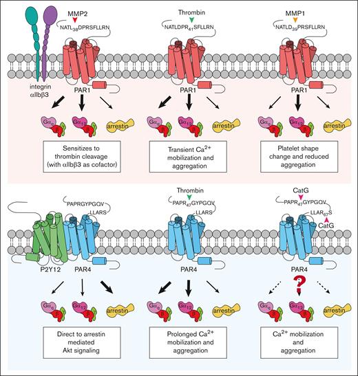 Biased signaling in PAR1 and PAR4 in platelets. Biased agonists and interactions with other receptors result in biased signaling and platelet responses based on which pathways are favored. MMP2 requires αIIbβ3 as a cofactor to sensitize PAR1 (red) for thrombin signaling. In low concentrations of thrombin, PAR1 is favored over PAR4 (blue) signaling through Gαq and Gα12 pathways. MMP1 biases PAR1 signaling through the Gα12 pathway. PAR4 heterodimerization with P2Y12 (green) induces arrestin pathway signaling. Cathepsin G cleaves PAR4 at an additional site, increases calcium mobilization, and platelet aggregation. CatG, cathepsin G.