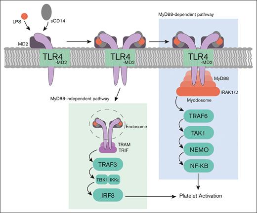 TLR4-biased signaling in platelets. Different chemotypes of LPS trigger either the MyD88-independent or MyD88-dependent pathways in platelets. IKK, NF-κB kinase; IRAK, interleukin-1 receptor–associated kinase; NEMO, NF-κB essential modulator; TAK1, transforming growth factor-β–activated kinase 1; TBK1, TRAF family member–associated NF-κB activator binding kinase-1; TRAF, tumor necrosis factor receptor–associated factor; TRAM, TRIF-related adapter molecule.