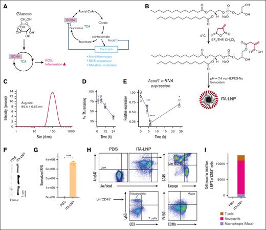 Physicochemical characteristics, itaconate release and bio/cell distribution of ITA-LNPs. (A) Schematic of ITA synthesis in biological systems. Selected biological actions of endogenous and exogenous ITA are depicted in blue. (B) Synthesis of ITA-LNPs using phosphatidyl glycerol as a starting material. (C) Dynamic light scattering analysis of ITA-LNP. (D) Time course of ITA release from ITA-LNPs incubated with liver microsomes ex vivo. (E) Quantitative polymerase chain reaction analysis of Acod1 mRNA expression over time in macrophages exposed to 1-μM ITA-LNP. (F) Biodistribution analysis in isolated bone femurs of C57BL/6 mice injected with a bolus IV with 50 mg/kg ITA-LNPs (Atto647 labeled) or PBS and euthanized 4 hours after injection. (G) Quantification of fluorescence from experiments in panel F. (H) FACS gating strategy and analysis of single cells from the bone marrow in panel F. (I) Quantification of cell-specific distribution of ITA-LNPs in the bone marrow; n = 3 animals per group or n = 4 for in vitro experiments. Statistics: pairwise t test with Holm post hoc test. ∗P < .05; ∗∗P < .01; ∗∗∗P < .001; ∗∗∗∗P < .0001. PBS, phosphate-buffered saline; SDHA, succinate dehydrogenase complex flavoprotein subunit A; TCA, tricarboxylic acid cycle.