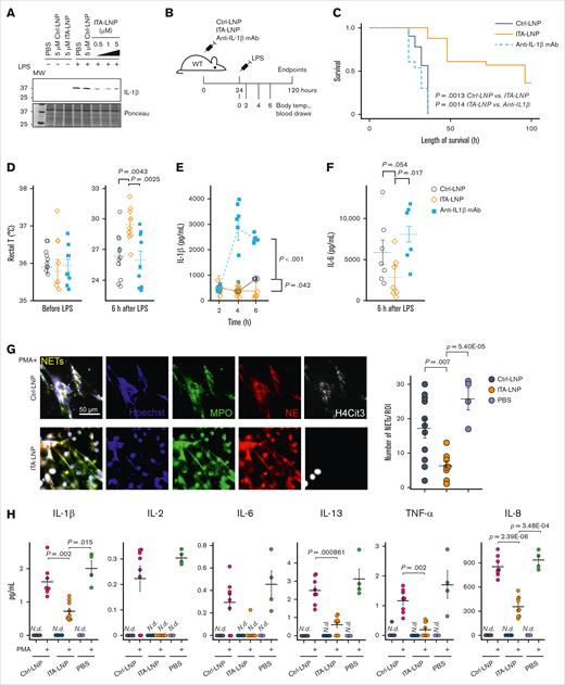 Immunomodulatory effects of ITA-LNP in vitro and in vivo. (A) Immunoblot probing for IL-1β in BMDMs treated with 100 ng/mL LPS in the presence of various doses of ITA-LNPs. (B) Schematic of the experiments in C57BL/6 mice subjected to LPS-induced endotoxemia. (C) Kaplan-Meier survival analysis after LPS-induced (15 mg/kg) endotoxemia in C57BL/6 mice pretreated with Ctrl/ITA-LNPs or anti–IL-1β mAb. (D) Rectal temperature measured in the mice from panel C before and 6 hours after LPS injections. (E-F) The levels of IL-1β and IL-6 in the serum from mice of a separate cohort injected as in panel B but with a sublethal dose of 8 mg/kg LPS; n = 10 to 15 mice per group. (G) NETs in primary human neutrophils incubated for 5 hours in vitro with 50 μM LNPs as indicated and in the presence of 100 nM PMA followed by immunofluorescence analysis; n = 6 for Ctrl-LNP and ITA-LNP without PMA; n = 8 for Ctrl-LNP with PMA; n = 9 for ITA-LNP with PMA; and n = 4 for PBS groups with or without PMA. (H) Cytokine analysis in supernatants from experiments in panel G. Statistical analysis is through pairwise t test with Holm post hoc test. N.d., not detected; PBS, phosphate-buffered saline; ROI, region of interest; T, temperature.