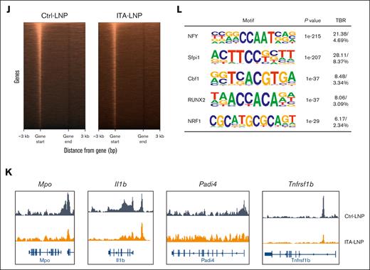 Epigenetic modulation of the source neutrophils by ITA-LNPs. (A) Schematic of the in vivo–in vitro experiments yielding epigenetically modulated neutrophils from the bone marrow. (B) Cytokines in cell culture supernatants from experiments in panel A. (C) RNA sequencing was performed on neutrophils obtained as in panel A after 1 hour of LPS stimulation. Principal component analysis is shown. (D) GO analysis from RNA-sequencing data sets in neutrophils obtained as in panel C. (E) Volcano plot indicating significantly differentially expressed genes in ITA-LNP– vs Ctrl-LNP–treated neutrophils from aforementioned experiments. (F) TF enrichment analysis using ChEA3 examining co-occurrence of TFs from multiple orthogonal omics data sets. (G) Immunoblotting for various ac histone targets in lysates from primary neutrophils treated with Ctrl- or ITA-LNPs and 100 ng/mL LPS in culture for 3 hours at 1 μM. (H) Densitometry quantification of blots in panel G, n = 2 per group, mean value is depicted. (I) Immunoblotting for H4K12ac from the same experiments as in panel G. (J) Assay for transposase-accessible chromatin with sequencing (ATACseq) heat maps from experiments in panel G. (K) Genome browser tracks for selected gene targets from ATACseq experiments in panel J. (L) hypergeometric optimization of motif enrichment analysis from peak calling. Most significant motifs with target to background ratios are shown. Statistical analysis is through a 2-tailed t test in panel B comparing only LNP treatments in the LPS group. ac, acetylated; bp, base pairs; Cbf1, C-repeat/DRE binding factor 1; CXCL1, C-X-C motif chemokine ligand 1; NFY, nuclear transcription factor Y; PBS, phosphate-buffered saline; PC1/2, principal component 1 and 2; RUNX2, runt-related transcription factor 2; Sfpi1, Spi-1 proto-oncogene; TBR, target to background ratio; WT, wild type.