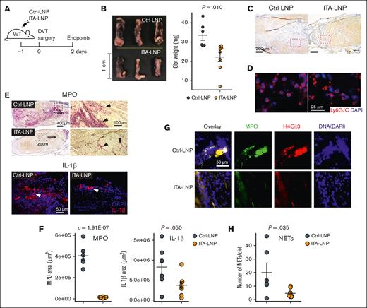 ITA-LNPs alleviate venous thrombosis in IVC ligation model. (A) Schematic of the experiments. WT mice IV pretreated (50 mg/kg, bolus) with ITA- or Ctrl-LNPs were subjected to IVC ligation surgery followed by the isolation of the blood clots; n = 6 for Ctrl-LNP and n = 8 for ITA-LNP. (B) Gross pathology with clot weight quantification. (C) Hematoxylin and eosin staining of blood clot sections from these experiments. (D) Immunofluorescence staining of the same sections using Ly6G/C mAb (Red) and nuclei (blue). (E) MPO (top, alkaline phosphatase immunohistochemistry) and IL-1β (bottom, immunofluorescence) staining in the same clots. (F) Quantification of the staining in panel E. For each biological replicate (n = 6 for Ctrl-LNP and n = 8 for ITA = LNP), 3 to 4 histopathological locations at different depths (100 μm apart) were analyzed. (G) NET staining in the same sections using triple-positive identification through colocalization of the signals from MPO (green), H4Cit3 (red), and DNA (DAPI; blue). (H) Quantification of the staining in panel G. Quantification was accomplished using 2 to 3 different histopathological locations and the same aforementioned biological replicates. Statistical analysis is through a 2-tailed t test. DAPI, 4′,6-diamidino-2-phenylindole; H4Cit3, citrullinated histone H4; MPO, myeloperoxidase; WT, wild type.
