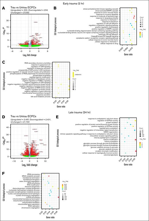 In vitro traumatization induces transcriptional changes associated with endothelial dysfunction in healthy ECFCs. Bulk RNA-seq was performed on healthy ECFCs cultured under untrau or trau conditions for 2 and 24 hours, representing the early and late effects of trauma, respectively. (A) Volcano plot showing differentially expressed genes (DEGs) in 2-hour trau ECFCs compared to 2-hour untrau ECFCs, with –log10P and log2 fold change thresholds set to 1.3 (P = .05) and 1 (fold change = 2), respectively. Dot plots showing the top 20 significantly upregulated (B) and downregulated (C) GO biological processes in 2-hour trau ECFCs. (D) Volcano plot showing DEGs in 24-hour trau ECFCs compared to 24-hour untrau ECFCs with –log10P and log2 fold change thresholds set to 1.3 and 1, respectively. Dot plots showing the top 20 significantly upregulated (E) and downregulated (F) GO biological processes in 24-hour trau ECFCs. GPI, glycosylphosphatidylinositol; NADH, reduced nicotinamide adenine dinucleotide; ncRNA, noncoding RNA; rRNA, ribosomal RNA; tRNA, transfer RNA.