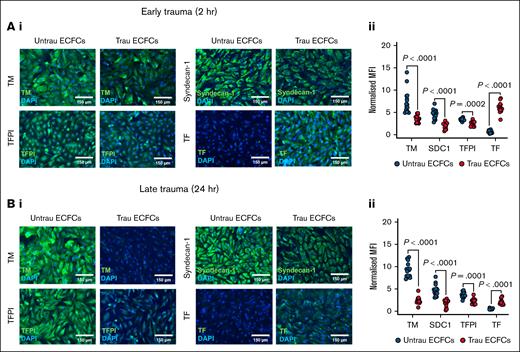 In vitro traumatization remodels the hemostatically active surface of ECFCs. (A) Immunofluorescent staining of ECFCs (biological replicate, N = 5; technical replicate, n = 3), cultured under untrau or trau conditions for 2 hours, for surface TM, syndecan-1, TFPI, and TF (i), with the corresponding MFI values normalized to the MFI of the nuclear stain DAPI (ii). (B) Immunofluorescent staining of ECFCs (biological replicate, N = 5; technical replicate, n = 3), cultured under untrau or trau conditions for 24 hours, for surface TM, syndecan-1, TFPI, and TF (i), with the corresponding MFI values normalized to the MFI of the nuclear stain DAPI (ii). Data are presented as median with interquartile range. Statistical analysis was performed using the Wilcoxon test for paired comparison in panels Aii,Bii; with P value <.05 considered statistically significant. MFI, mean fluorescence intensity.