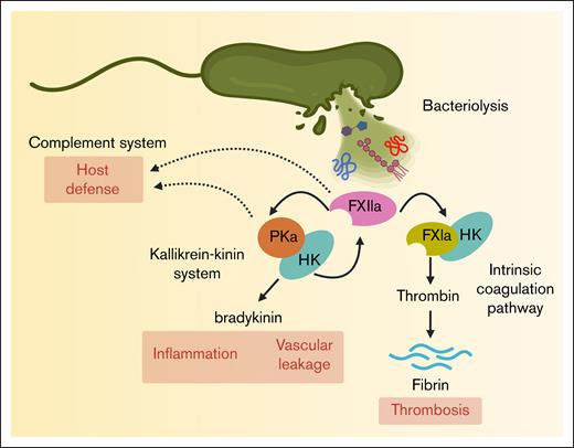 Activation of the human contact pathway by bacterial cell envelope components. Bacterial lysis releases membrane components such as LPS, PGN, and LTA, which interact with FXII and promote its activation to FXIIa. FXIIa initiates the intrinsic coagulation pathway by generating FXIa, contributing to thrombosis. FXIIa also activates plasma kallikrein (PKa), triggering the kallikrein-kinin system and leading to the release of the proinflammatory peptide bradykinin. In addition, FXIIa, FXIa, and PKa have a suggestive of a role in the host defense mechanism.