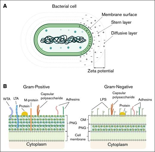 Schematic depiction of bacterial membrane surface properties. (A) Simplified model of a bacterial cell and its surrounding electrostatic layers. The membrane surface carries fixed charges, followed by the Stern layer with tightly bound counterions and the diffusive layer with a dynamic ion distribution. The ζ-potential, measured at the slipping plane, reflects the effective surface charge, influencing bacterial adhesion and interactions. (B) Schematic representation of the bacterial cell envelope components in gram-positive and gram-negative bacteria. Gram-positive bacteria possess a thick PGN layer, decorated with WTA and LTA, as well as surface-exposed adhesins, membrane proteins, and capsular polysaccharides. In contrast, gram-negative bacteria feature a thinner PGN layer located within the periplasmic space, an OM containing LPS, and the absence of TAs. Both bacterial types contain cytoplasmic membranes and can express adhesins and capsular polysaccharides, which contribute to interactions with host cells and immune evasion. OM, outer membrane.