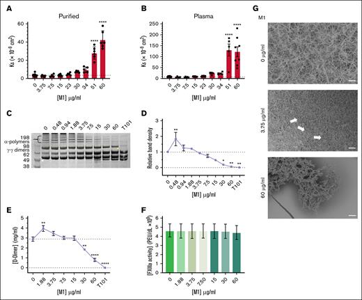 M1 protein affects fibrin clot structure. Porosity (Darcy’s constant, Ks (×10−9 cm2) of (A) purified and (B) plasma fibrin clots formed with thrombin in the presence of rM1 (0-60 μg/mL); n ≥ 3. Fibrin crosslinking by FXIIIa was investigated using (D) densitometry analysis of alpha-polymer chains from (C) SDS-PAGE analysis (n = 3) and (E) D-dimer quantification of lysed fibrin clots in the presence of rM1 (0-60 μg/mL). An FXIIIa inhibitor, T101, was included to mimic no fibrin clot crosslinking by FXIIIa. FXIIIa activity in the presence of rM1 (0-60 μg/mL) was calculated using an (F) AbCam Factor FXIIIa activity kit (N = 5). Fibrin clot architecture was visualized using (G) SEM in the presence of rM1 (0, 3.75, and 60 μg/mL). Fibrin clots, incorporating rM1 (0, 3.75, or 60 μg/mL), were formed in perforated Eppendorf lids and then fixed, dehydrated, critically point dried, and coated with 10-nm iridium. Clots were imaged at a minimum of 3 areas using Hitachi SU8230 (field emission scanning electron microscope) SEM. Arrows indicate the formation of irregular fiber bundles and compacted fibrin. Scale bar: 10 μm. n = 3. Error bars represent standard error of the mean. (∗P < .05, ∗∗P < .01, ∗∗∗P < .001, ∗∗∗∗P < .0001, 1-way ANOVA with Dunnett post hoc test).