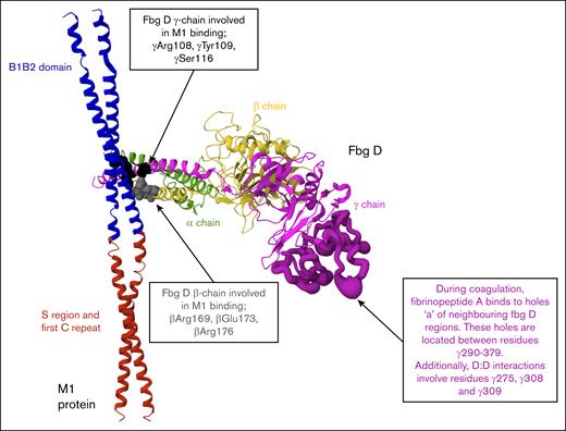 Structural representation of the M1-fibrinogen interaction. M1 protein fragment (residues 132-263, ∼17 kDa) and 1 fibrinogen fragment D domain structure (∼86 kDa) in ribbon representation. PDB: 2XNX. M1 binds fibrinogen through the B1B2 domain (blue). Fibrinogen D fragment binds to M1 through β-chains (βArg169, βGlu173, βArg176) and γ-chains (γArg108, γTyr109, γSer116) depicted by the gray and black spheres, respectively. The E domain of fibrinogen, where thrombin cleaves fibrinopeptides A and B to initiate polymerization, is not illustrated. The location of holes “a” and D:D interfaces are highlighted (dark purple) to demonstrate spatial separation from M1 binding regions.