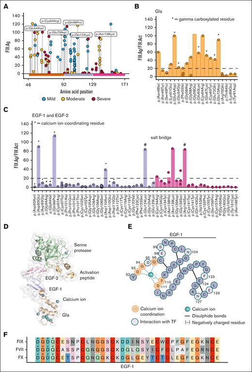 Qualitative defects observed for patients with hemophilia B with variants at residues coordinating calcium ions in the Gla and EGF-1 domains. (A) Hemophilia B cases harboring an amino acid substitution variant in the Gla, EGF-1, or EGF-2 domain classified by disease severity and evaluated for their residual FIX:Ag level in the plasma. (B) FIX:Ag/FIX:Act determined per case and grouped per unique variant in the Gla domain. Dots represent the individual case values, bars represent median values per unique variant, and residues involved in calcium coordination are marked by asterisks. (C) FIX:Ag/FIX:Act determined per case and grouped per unique variant in the EGF-1 and EGF-2 domains. (D) Zymogen FIX model with incorporation of the EGF-1 crystal structure.23 Visualization in PyMOL with colors representing functional domains and calcium ion coordination residues in the EGF-1 is in orange. (E) Graphical overview of calcium ion coordinating residues in the EGF-1 domain. (F) Amino acid sequence homology of EGF-1 domain between FIX, FVII, and FX (National Center for Biotechnology Information basic local alignment search tool EGF-1 FIX; Homo sapiens) with residues in the consensus sequence indicated by an asterisk. All hemophilia B case data are based on the EAHAD F9 Variant Database (accessed on 6 May 2024).