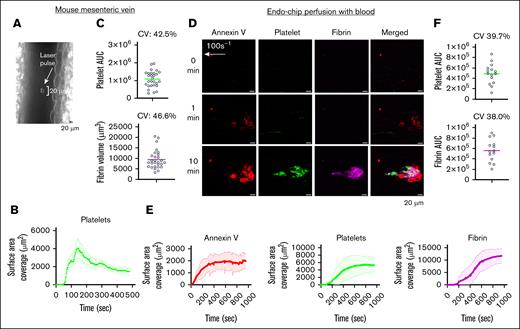 Kinetics of thrombus formation at a venous shear rate. (A) Laser pulse to the mesenteric vein endothelium induces an endothelial injury of ∼20 μm. A representative image is shown. (B) Kinetics of platelet thrombus over time after laser pulse of the mouse mesenteric vein endothelium. Mean platelet surface area coverage over time (line) and standard error of the mean (shaded line) from n = 7 thrombi from n = 3 C57BL/6 mice. (C) Platelet AUC and end point fibrin volume from n = 28 thrombi produced by laser injury of mesenteric veins in n = 9 C57BL/6 mice. Data are presented as individual values (circles), mean (line), and CV. (D) Endo-chip laser-induced thrombus formation model. Blood was incubated with annexin V, anti-CD41 antibody, and antifibrin antibody, recalcified with CaCl2 (10 mM), and then immediately perfused through the Endo-chip at a venous shear rate of 100 s–1, followed by a laser pulse to the endothelium. Representative images of annexin V (red), platelets (CD41, green), and fibrin (magenta) at 0, 1, and 10 minutes from laser injury are shown. (E) Kinetics of annexin V (red), platelet (green), and fibrin (red) surface area coverage over time in the Endo-chip after laser injury. Mean surface coverage over time (line) and standard error of the mean (shaded line) from n = 3 different blood donors. (F) Platelet and fibrin AUC from 14 different donors over different days. Data are presented as individual values (circles), mean (line), and CV. AUC, area under the curve; CV, coefficient of variation.