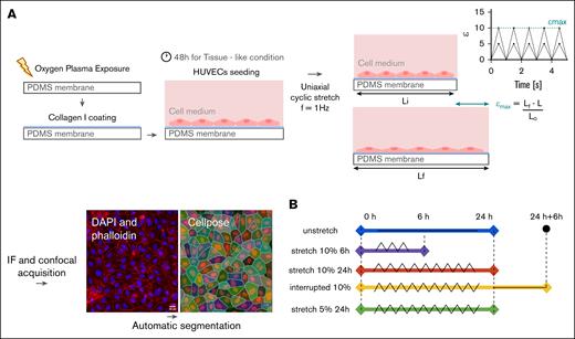 Method: protocol for uniaxial cyclic stretch. (A) The elastomeric membrane of PDMS that serves as a substratum is first exposed to oxygen plasma and then coated with collagen type I. HUVECs are then seeded and cultured for 48 hours. Finally, uniaxial cyclic stretch is applied at a frequency of 1 Hz. IF followed by confocal acquisition. The automatic segmentation Cellpose was performed to quantify the parameters of interest of the individual cell (ROI). A typical confocal image of a HUVEC monolayer, in which DAPI (blue) and phalloidin (F-actin, red) are labeled, is shown. (B) Scheme depicting uniaxial cyclic stretch: triangular wave. Unstretched, 24 hours (blue); stretched at 10%, 6 hours (magenta); stretched at 10%, 24 hours (orange). Interrupted stretch: 24 hours, 10% stretch, followed by 6 hours discharge (yellow). Stretched 5%, 24 hours (green). All membranes have a flat substrate and cyclic stretch frequency set to f = 1 Hz. IF, immunofluorescence.