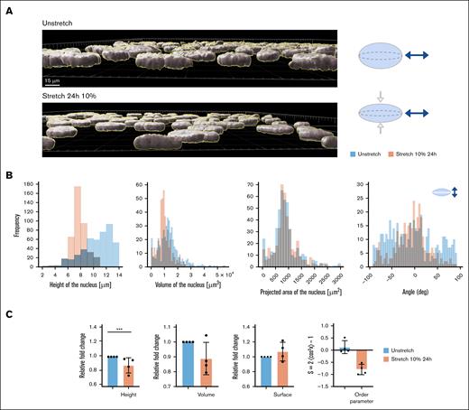 Nuclear height study. Twenty-four hours of 10% stretch induces nuclear deformation. (A) 3-Dimensional (3D) reconstruction of confocal images of HUVEC nuclei in static vs stretched at 10% over a 24-hour period, with Imaris software (left) and model of flattening of the nucleus due to the uniaxial mechanical stretch (right). (B) Frequency distribution of quantification measured by 3D Imaris software, height of the nucleus, volume, projected area of the nucleus, and orientation of the single cell nucleus of the same experiment, N = 1 representative experiment. (C) The bar graphs show the mean and SD of the height and the volume of the cell nucleus for unstretched and stretched conditions 24 hours of 10%. N = 4 independent experiments; n = 4000 cells; ∗∗∗P < .001. deg, degree.
