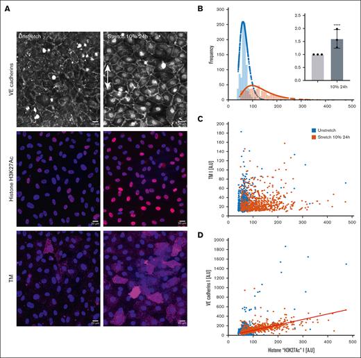 Histone mark acetylation study. Continuous uniaxial cyclic strain for 24 hours induces histone mark acetylation increases. (A) Confocal images of HUVECs: nuclei (DAPI), H3K27ac histone in red, merged colors. Objective, oil original magnification ×40; scale bar, 20 μm. (B) Frequency distribution of static conditions in blue and stretching 10% 24 hours in orange; n = 1 representative experiment. Inset: relative fold change of H3K27ac histone stretched for 24 hours at 10% vs static unstretched state. P < .0001 and mean ± SD values of N = 3 independent experiments; n = 4000 cells. (C) Scatterplot of TM and histone mark intensity signal. (D) Linear relationship between VE cadherins in the nucleus of the cells and histone mark intensity. N = 1 independent experiment; n = 1582 cells. The slope of the linear fit: m = 1.1453; Pearson r coefficient = 0.560.