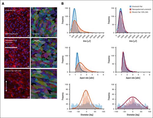 Cell alignment. Cells align orthogonally to the stretch direction. (A) Confocal images of nucleus DAPI and phalloidin (F-actin) merged (DAPI, blue; and F-actin, red) of an unstretched flat membrane; an unstretched nanopatterned membrane, and a flat membrane stretched for 24 hours at 10% strain and at 1 Hz (left). Objective, original magnification ×40; scale bar, 20 μm. The lines point at the direction of the nanogrooves for the nanopatterned membranes and the arrow at the direction of the stretch for the flat membranes. Z-stack sum projection. (Right) Cell pose segmentation. (B) Frequency distribution of individual cell projected area, aspect ratio and orientation for unstretched flat (light blue), unstretched with nanopatterns (red), and stretched 24 hours, 10% (orange). n = 2586 cells; N = 3 independent experiments.