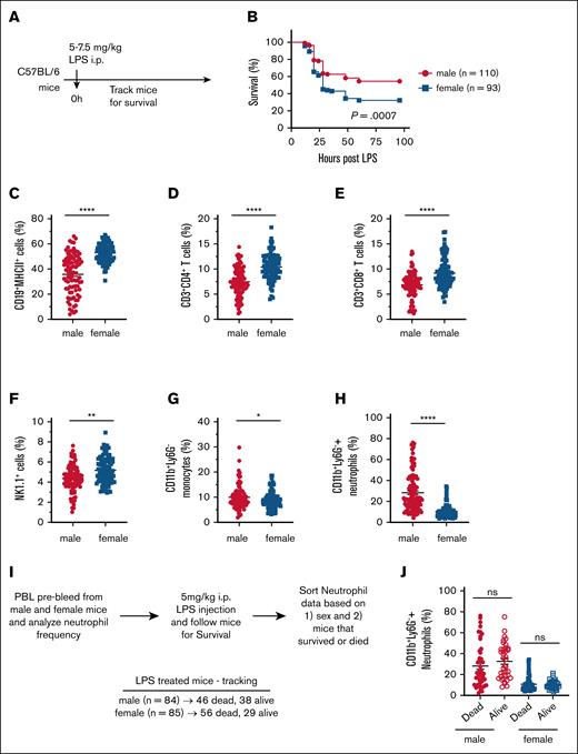 Increased susceptibility of female mice to LPS-induced endotoxic shock. (A) Experimental design for survival analysis following LPS-induced endotoxic shock. (B) Retrospective survival analysis of 8- to 16-week-old C57BL/6 male (n = 110) and female (n = 93) mice after IP injection of 5 to 7.5 mg/kg LPS. (C-H) Baseline frequencies of immune cell populations in the PBL of male (n = 104) and female (n = 102) mice: (C) CD19+MHCII+ B cells, (D) CD3+CD4+ T cells, (E) CD3+CD8+ T cells, (F) NK1.1+ NK cells, (G) CD11b+Ly6G– monocytes, and (H) CD11b+Ly6G+ neutrophils. (I) Experimental outline for assessing CD11b+Ly6G+ neutrophil frequency in relation to sex and survival following LPS shock. (J) Baseline frequency of CD11b+Ly6G+ neutrophils in PBLs, stratified by survival outcome after LPS-induced endotoxic shock. Each dot represents an individual mouse. Data are presented as mean ± standard error of the mean (SEM). Survival curves were analyzed using the log rank (Mantel-Cox) test. Statistical significance of immune cell frequency differences was determined using 2-tailed t tests (Mann-Whitney U tests). P values < .05 were considered to indicate statistical significance. ∗P < .05; ∗∗P < .01; ∗∗∗∗P < .0001. ns, not significant.