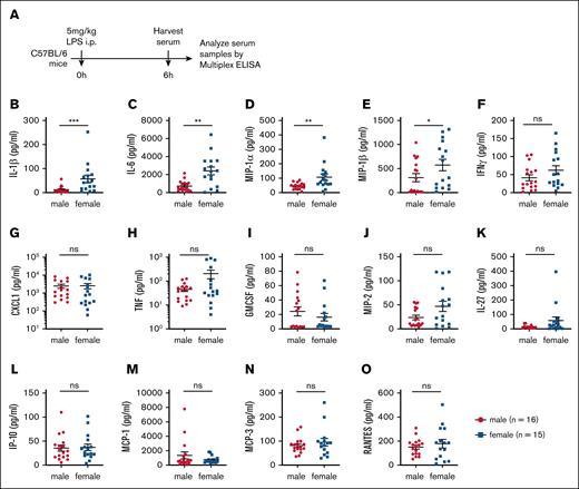 Female mice exhibit elevated serum levels of LPS-induced cytokines and chemokines compared with male mice. (A) Experimental timeline outlining the assessment of inflammatory responses following LPS (5 mg/kg) challenge. (B-O) Serum concentrations of proinflammatory cytokines and chemokines in male (n = 16) and female (n = 15) mice. Each dot represents an individual mouse. Statistical significance was determined using 2-tailed t tests (Mann-Whitney U tests) for 2 groups. P values < .05 were considered to indicate statistical significance. ∗P < .05; ∗∗P < .01; ∗∗∗P < .001. ns, not significant.