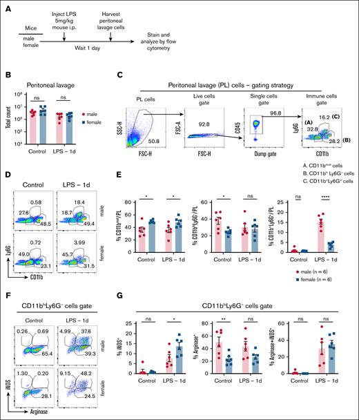 LPS challenge induces greater neutrophil infiltration and reduced iNOS expression in male mice compared with female mice. (A) Schematic of the experimental design. Male and female mice were injected IP with 5 mg/kg LPS, and peritoneal lavage cells were collected 1 day later. Control male and female mice were left untreated to assess baseline immune cell populations. Flow cytometry was used to analyze immune cell composition, as well as iNOS and arginase expression, in lavage cells from control and 1-day LPS-challenged male (n = 6) and female (n = 6) mice. (B) Total peritoneal lavage cell counts from control and 1-day LPS-treated male and female mice. (C) Gating strategy for flow cytometry analysis of peritoneal lavage cells, identifying distinct myeloid cell subsets: (A) CD11bmod cells; (B) CD11bhiLy6G– cells (peritoneal macrophages); (C) CD11b+Ly6G+ cells (neutrophils). (D) Representative flow cytometry plots of CD11bmod, CD11bhiLy6G– and CD11b+Ly6G+ cells in peritoneal lavage fluid from control and 1-day LPS-treated male and female mice. (E) Quantification of the frequency of CD11bmod, CD11bhiLy6G– and CD11b+Ly6G+ cells in peritoneal lavage fluid from control and 1-day LPS-treated male and female mice (n = 6 per group). (F) Representative flow cytometry plots showing iNOS and arginase expression in CD11bhiLy6G– macrophages from peritoneal lavage fluid of control and 1-day LPS-treated male and female mice. (G) Quantification of the frequency of iNOS-positive, arginase-positive and arginase-positive/iNOS-positive populations within the CD11bhiLy6G– macrophages in peritoneal lavage fluid from control and 1-day LPS-treated male and female mice. Statistical significance was determined using 2-tailed t tests (Mann-Whitney U tests) for 2-group comparisons. P values < .05 were considered to indicate statistical significance. ∗P < .05; ∗∗P < .01; ∗∗∗∗P < .0001. ns, not significant.