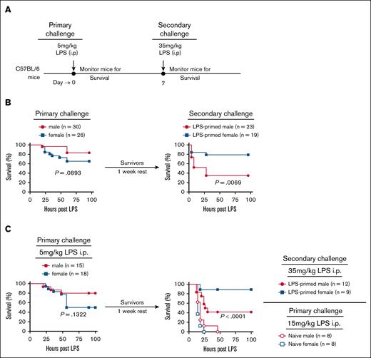LPS rechallenge–induced mortality is significantly higher in male mice than in female mice. (A) Schematic of the experimental design. Age-matched male and female mice were initially challenged IP with 5 mg/kg LPS on day 0, survival was monitored. On day 7, surviving mice were rechallenged with a lethal dose of LPS (35 mg/kg, IP) and monitored for survival. (B) Left: survival curve of male (n = 30) and female (n = 26) mice following the initial 5 mg/kg LPS challenge. Right: survival curve of male (n = 23) and female (n = 19) survivors rechallenged with 35 mg/kg LPS. (C) Independent repeat of the experiment in panel B, including naïve control mice for the LPS rechallenge studies. Left: survival curve of male (n = 15) and female (n = 18) mice following 5 mg/kg LPS challenge. Right: survival curve of male (n = 12) and female (n = 9) survivors rechallenged with 35 mg/kg LPS. As additional control, naïve males (n = 8) and females (n = 8) were challenged with 15 mg/kg LPS to assess baseline susceptibility. Survival curves were analyzed using the log rank (Mantel-Cox) test. P values < .05 were considered to indicate statistical significance.