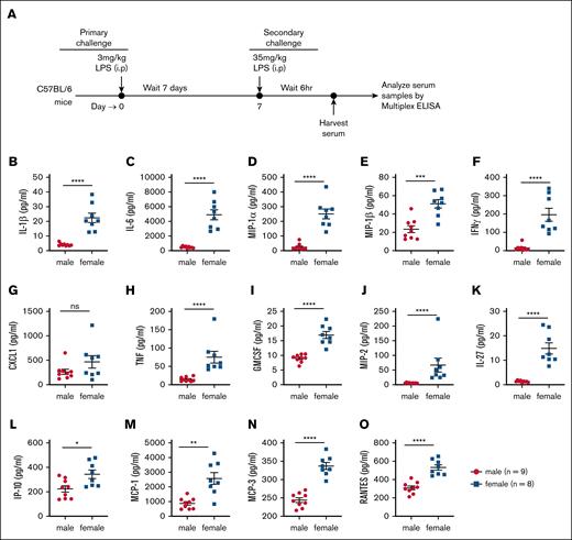 Female mice produce significantly greater levels of cytokines and chemokines following LPS rechallenge. (A) Schematic of the experimental design. Age-matched male (n = 9) and female (n = 8) mice were initially challenged with 3 mg/kg LPS via IP injection on day 0. After 7 days, the surviving mice were rechallenged with a lethal dose of 35 mg/kg LPS (IP). Serum samples were collected 6 hours after the second LPS challenge, and multiple cytokines and chemokines were analyzed using multiplex ELISA. (B-O) Cytokine and chemokine concentrations in serum samples 6 hours after rechallenge, measured via multiplex ELISA. Each dot represents data from a single mouse. Statistical significance was determined using 2-tailed Student t tests and Mann-Whitney tests. ∗P < .05; ∗∗P < .01; ∗∗∗P < .001; ∗∗∗∗P < .0001. ns, not significant.