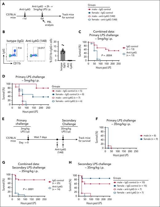 Neutrophils maintain sex differences and provide protection during LPS challenge–induced mortality. (A) Schematic of the experimental design for neutrophil depletion during primary LPS challenge. Age-matched male and female mice received anti–Ly6G monoclonal antibody (mAb; 400 μg per mouse) to deplete neutrophils or isotype control antibody on day −1 and day 0. On day 0, mice were challenged with 5 mg/kg LPS (IP) and monitored for survival. (B) Left: representative flow cytometry plot showing depletion of neutrophils in PBLs of mice treated with anti–Ly6G Ab. Right: cumulative data of CD11b+Ly6G+ neutrophil frequencies in all isotype and anti–Ly6G-treated mice. (C) Survival curve of control and neutrophil-depleted mice following LPS challenge. (D) Data from panel C analyzed separately for male and female survival curves in IgG control and anti–Ly6G-treated groups. (E) Schematic of the experimental design for survival analysis of mice rechallenged with LPS. Age-matched male and female mice were primed with 3 mg/kg LPS (IP) on day 0. On day 7, survivors were rechallenged with a lethal dose of 35 mg/kg LPS (IP) and monitored for survival. Some LPS-primed mice were treated with anti–Ly6G Ab (400 μg/mouse) or isotype control Ab on day 6 and day 7 to deplete neutrophils before rechallenge. (F) Naïve male and female mice were treated with 35 mg/kg LPS (IP) and monitored for survival to assess baseline susceptibility. (G) Survival curve of control or neutrophil-depleted LPS-tolerized mice, rechallenged with 35 mg/kg LPS. (H) Data in panel G analyzed separately for male and female survival curves in IgG control and anti–Ly6G-treated groups. Survival curves were analyzed using the log rank (Mantel-Cox) test. P values < .05 were considered to indicate statistical significance.
