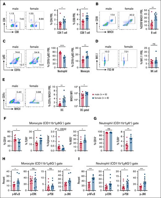 LPS challenge induces higher iNOS expression and greater MAPK and NF-κB activation in peripheral myeloid cells from female mice compared with male mice. Experimental setup: age-matched male and female mice were injected IP with 5 mg/kg LPS. PBLs were collected 6 hours after injection, and analyzed via flow cytometry for immune cell frequencies, activation markers and signaling pathway activation. (A) Representative flow cytometry plots (left) and cumulative frequencies (right) of CD4+ and CD8+ T cells in PBLs from 1-day LPS-treated male and female mice. (B) Representative flow plots (left) and cumulative frequency (right) of CD19+MHCII+ B cells in PBLs from 1-day LPS-treated male and female mice. (C) Representative flow plots (left) and cumulative frequency (right) of CD11b+Ly6G+ neutrophils and CD11b+Ly6G– monocytes in PBLs from 1-day LPS-treated male and female mice. (D) Representative flow plots (left) and cumulative frequency (right) of NK1.1+ NK cells in PBLs from 1-day LPS-treated male and female mice. (E) Representative flow plots (left) and cumulative frequency (middle) of CD11c+MHCII+ DCs in PBLs from 1-day LPS-treated male and female mice. Mean fluorescence intensity of MHCII expression on DCs (right). (F) Frequencies of CD14+, TLR4+, arginase-positive, and iNOS-positive populations among CD11b+Ly6G– monocytes from 1-day LPS-treated male and female mice. (G) Frequencies of CD14+ and TLR4+ populations among CD11b+Ly6G+ neutrophils from 1-day LPS-treated male and female mice. (H) Frequencies of the phosphorylated (p)–NF-κB+, p-ERK+, p-P38+ and p-JNK+ populations among CD11b+Ly6G– monocytes from 1-day LPS-treated male and female mice. (I) Frequencies of the p–NF-κB+, p-ERK+, p-P38+ and p-JNK+ populations among CD11b+Ly6G+ neutrophils from 1-day LPS-treated male and female mice. Each dot represents data from an individual mouse. Statistical significance was determined using 2-tailed t tests (Mann-Whitney U tests) for 2-group comparisons. P values < .05 were considered to indicate statistical significance. ∗P < .05; ∗∗P < .01; ∗∗∗P < .001; ∗∗∗∗P < .0001. ns, not significant.