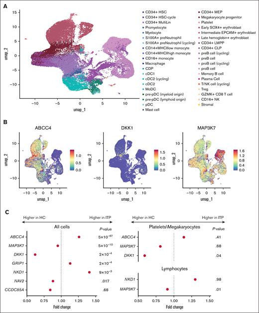 scRNA-seq in ITP and HCs. (A) UMAP of the scRNA-seq of the 4 bone marrow samples of patients with ITP. We show the annotation of each cell type. (B) Expression in patients with ITP of 3 genes of the Wnt pathway. Color gradients show the relative expression. (C) Differential expression of the genes of the Wnt pathway between patients with ITP and HCs in all cells (left) or in the cell type they are expressed (right). cDC, conventional dendritic dell; CDP, common dentritic cell progenitor; HSC, hematopoietic stem cell; MEP, megakaryocyte-erythroid progenitor; MHC, major histocompatibility complex; NK, natural killer; pDC, plasmacytoid dendritic cell; UMAP, Uniform manifold approximation and projection.
