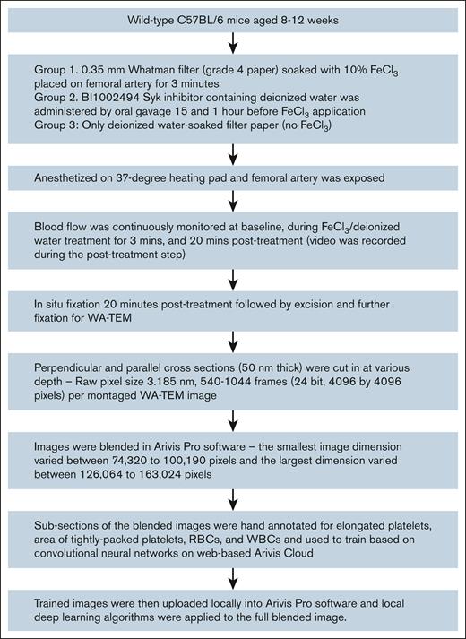 A workflow showing preparation of data from animal surgery to analysis of the data in advanced image analytical software.