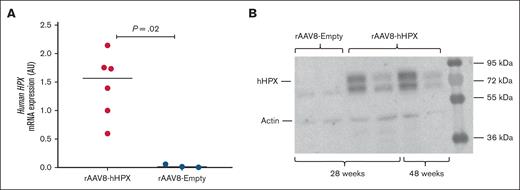 hHPX levels in Townes mice transduced with the rAAV8-hHPX vector. (A) mRNA expression of hHPX in liver samples of mice transduced with 1 × 1014 vg/kg rAAV8-hHPX vector or rAAV8-Empty vector (n = 3 to 6 per group); (B) protein expression of hHPX by western blot in liver samples of mice transduced with 2 × 1013 vg/kg rAAV8-hHPX vector (n = 4) or with rAAV8-Empty vector (n = 2); the results are presented as median and P values are from the Mann-Whitney U test. mRNA, messenger RNA.
