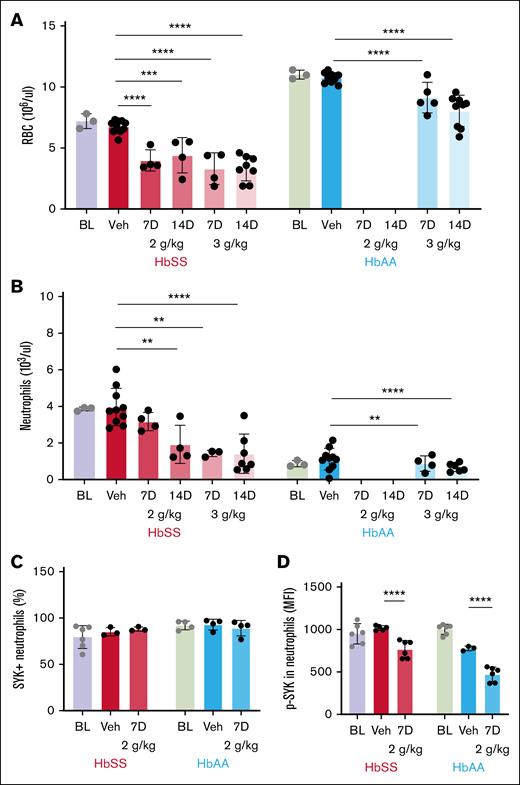 Effect of Syk inhibition with R788 on peripheral blood counts. (A) R788 at all doses and durations (2 g/kg and 3 g/kg for 7 and 14 days) significantly reduced RBC counts in HbSS mice and HbAA mice compared with vehicle treatment. (B) Circulating peripheral blood neutrophil numbers were significantly reduced by R88-treatment in HbSS (except for the 2 g/kg 7 days treatment) and HbAA mice. (C) Percentage of neutrophils expressing Syk protein was not affected by R788 treatment at 2 g/kg for 7 days in HbSS and HbAA mice. (D) p-Syk (MFI) in peripheral blood neutrophils were significantly reduced in HbSS and HbAA mice after treatment with R788 at 2 g/kg for 7 days. Data are presented as mean ± SD, with each data point representing a single animal. Treatment groups were compared with the vehicle group using a 2-way ANOVA, with FDR correction for multiple comparisons. Significance levels: ∗∗P < .01; ∗∗∗P < .001; ∗∗∗∗P < .0001. HbSS, red; HbAA, blue. BL, baseline; MFI, mean fluorescence intensity; Veh, vehicle-treated.