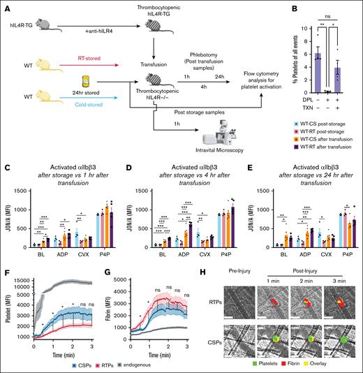 Change of function in platelets transfused to thrombocytopenic hIL4R mice. Murine WT platelets were stored for 24 hours as CSPs or RTPs and tested at baseline (same data as in Figure 2) and after transfusion into hIL4R mice (separate experiment). (A) Outline of the experiment. (B) Efficiency of platelet depletion and platelet transfusion in hIL4-R-TG mice shown as % of circulating platelets of all circulating blood cells (n = 4). ∗P ≤ .05. Data shown as individual data points and mean ± SEM. One-way ANOVA with Tukey correction for multiple comparisons. (C-E) Posttransfusion in vitro function (separate experiments from experiment shown in panel B. (C) Platelet function after RTP (white bar with red outline, individual data points as black circles) or CSP (white bars with blue outline, individual data points as black squares) storage and 1 hour after RTP (solid purple bars, individual data points as black circles) or CSP transfusion (solid orange bars, individual data points as black triangles). Same groups as in panel C but 4 hours (D) and 24 hours (E) after transfusion (n = 4-6). ∗P ≤ .05. Data shown as individual data points and mean ± SEM. Statistical analysis for panels C-E using 1-way ANOVA, with Tukey correction for multiple comparisons for between groups (prestorage vs poststorage). (F-H) Posttransfusion in vivo function. (F) Platelet and (G) fibrin accumulation at the injury site over 3 minutes. The red line with orange errors indicates the accumulation of RTP after injury, the blue line with light blue errors indicates the accumulation of CSP after injury, and the black line with light gray error bars indicates the accumulation of endogenous platelets in WT mice normal platelet counts. (H) Representative pictures of cremaster arterioles before (preinjury) and 1 to 3 minutes after (postinjury) injury. Anti–GP Ibβ-488 antibody as a platelet marker (green) for platelet accumulation, anti–fibrin-647 antibody as a fibrin marker (red) for fibrin formation, and overlay (yellow) within the hemostatic clot. The vessel is outlined by a dashed line, and the white scale bar indicates 50μM. Data are shown as mean + SEM, with n = 35 to 40 separate injuries per group obtained from 3 to 4 different mice per group. ∗∗P < .001; ∗P ≤ .05. Statistical analysis for panels F-G was conducted using unpaired Student t test with Holm-Šídák correction for multiple comparisons. BL, baseline; DPL, depleted; MFI, mean fluorescence intensity; ns, not significant; TXN, transfused.