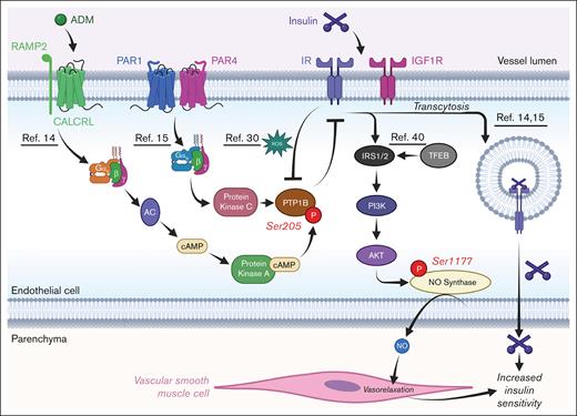 Schematic of how IR signaling in ECs is regulated. Depiction of how various receptors cross talk with IRs; relevant references are underlined. AKT, protein kinase B; cAMP, cyclic AMP; PAR, protease-activated receptor; PI3K, phosphatidylinositol 3-kinase; RAMP, receptor activity-modifying protein; ROS, reactive oxygen species. Figure created with biorender.com. Rajala R. (2025) https://biorender.com/.