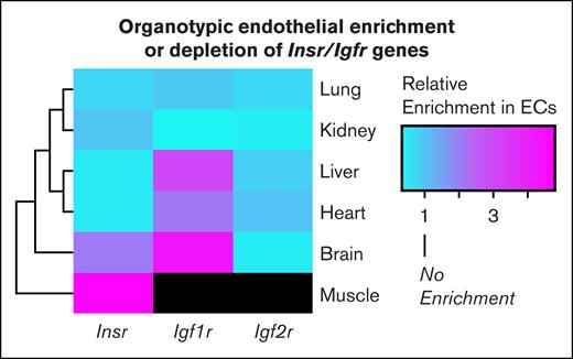 TRAP reveals organotypic enrichment and depletion of endothelial IR. Heat map of endothelial enrichment scores of select IR family genes across different organs. The figure was generated using publicly available translating ribosome affinity purification (TRAP) data from Cleuren et al46 and Rajala and Griffin.15 The enrichment score is defined as ExpEndotheliumExpParenchyma. Black shading refers to enrichment scores, which were not publicly available. Igf2r, insulin growth factor receptor 2.