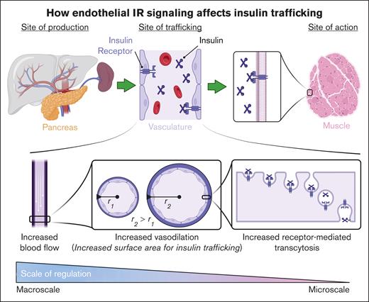 Schematic of how endothelial IR signaling affects insulin trafficking. The upper panel illustrates the lifecycle of insulin, from its production site to its site of action. The lower panel depicts the multiple levels of regulation (macro and micro) that the endothelium uses to regulate insulin trafficking. Figure created with biorender.com. Rajala R. (2025) https://biorender.com/.