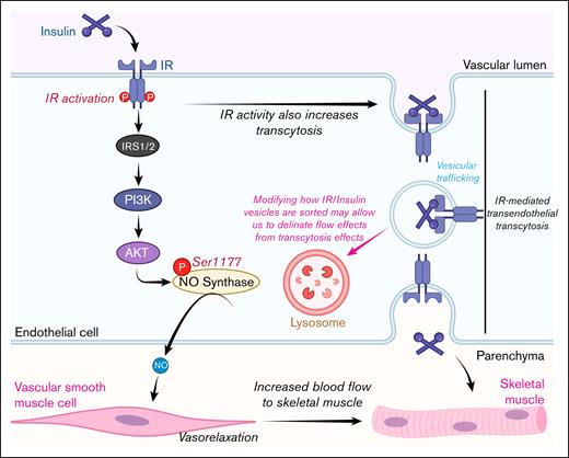 Schematic of how targeting intercellular sorting could validate the endothelial IR transcytosis hypothesis. AKT, protein kinase B; PI3K, phosphatidylinositol 3-kinase. Figure created with biorender.com. Rajala R. (2025) https://biorender.com/.