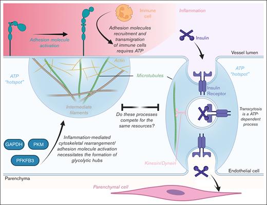 Schematic of how inflammation may potentially reduce endothelial insulin transcytosis by competing for ATP hot spots. GAPDH, glyceraldehyde 3-phosphate dehydrogenase; PFKFB3, 6-phosphofructo-2-kinase/fructose-2,6-biphosphatase 3; PKM, pyruvate kinase M1/2. Figure created with biorender.com. Rajala R. (2025) https://biorender.com/.
