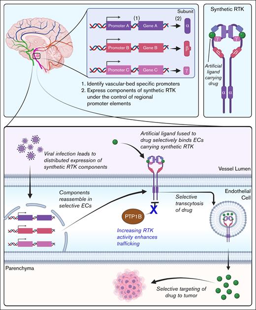 Schematic of a potential chemotherapeutic that takes advantage of endothelial receptor-mediated transcytosis. Figure created with biorender.com. Rajala R. (2025) https://biorender.com/.