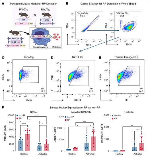 RiboTag-based identification and phenotypic characterization of RP in naïve mice. (A) Schematic of the Pf4-Cre:RiboTag transgenic mouse model, enabling lineage-specific HA tagging of ribosomes in megakaryocytes and their progeny. (B) Gating strategy for platelet identification in whole blood, based on singlet selection and CD42b positivity. (C-E) Representative flow cytometry plots showing RP detection using HA-RiboTag (RiboTag-RP) (C), SYTO 13 nucleic acid staining (SYTO-RP) (D), and TO staining (TO-RP) (E). (F) Expression of platelet surface markers in RiboTag-RP vs non-RP under resting and activated (PAR-4 agonist, 400 μM) conditions. Resting RiboTag-RP displayed higher expression of GPIbα (CD42b), and higher levels of activated GPIIb/IIIa (JON/A binding) and P-selectin (CD62P) following agonist-induced activation. Values from 6 mice are shown as GMFI ± standard deviation (SD) (n = 6). Statistical comparisons were made by 1-way analysis of variance (ANOVA) with Bonferroni post hoc test. ∗P < .05, ∗∗P < .01, ∗∗∗P < .001, ∗∗∗∗P < .0001. rpl22, ribosomal protein l22.