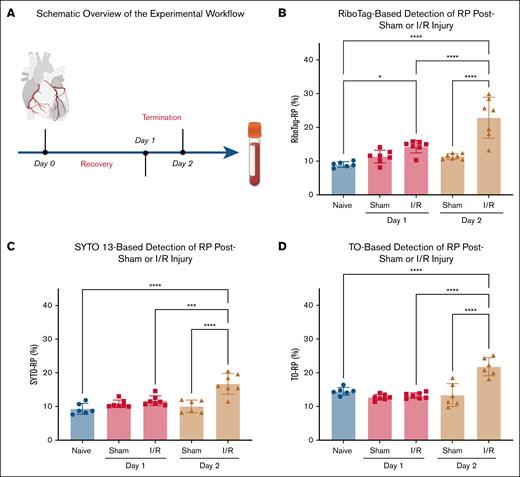 Myocardial I/R injury triggers a time-dependent increase in circulating RP. (A) Schematic overview of the experimental workflow. Myocardial I/R injury was induced by 30-minute ligation of the LAD coronary artery followed by reperfusion for 1 or 2 days. Sham-operated mice underwent the same procedure without LAD ligation. RP were quantified at baseline and postsurgery using 3 independent flow-cytometric detection methods. (B) RiboTag-based detection of RP in whole blood revealed a modest increase in RiboTag-RP percentage on day 1 after I/R injury and a significant elevation by day 2, compared to sham controls. (C) SYTO 13 nucleic acid staining confirmed the I/R-induced increase in SYTO-RP levels at day 2, with no significant change on day 1. (D) TO staining yielded similar increase in TO-RP levels at day 2, supporting a robust thrombopoietic response after I/R injury. Data from 6 to 7 mice per group are presented as mean ± SD. Statistical significance was assessed by 1-way ANOVA with the Bonferroni post hoc test. ∗P < .05, ∗∗∗P < .001, ∗∗∗∗P < .0001.