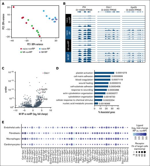 RNA sequencing of RP and non-RP after experimental myocardial I/R injury. (A) Principal component analysis of gene expression in mouse RP and non-RP isolated by flow cytometry on day 2 after I/R injury based on SYTO 13 intensity (brightest vs dimmest 20% sorted in lysis buffer; n = 4-6 per group). (B) Expression of Pf4, Odc1, and Itga2b in SYTO-RP and non-RP. (C) Differential gene expression analysis comparing SYTO-RP and non-RP after myocardial I/R injury. (D) Top 10 biological processes enriched (with q values) among genes upregulated in SYTO-RP vs non-RP as derived from Gene Ontology. (E) Predicted cell-cell communication between RP and cardiac cells after I/R injury. Receptor expression in endothelial cells, fibroblasts, macrophages, and cardiomyocytes was derived from Molenaar et al.30 MI, myocardial infarction.