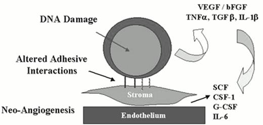 Figure 2. MDS—An altered marrow microenvironment. . / Cytokines, adhesion defects, angiogenesis, accelerated apoptosis, adhesion dependence of proliferation and survival.