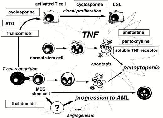 Figure 3. Mechanism of action of immune modulators in MDS. . / Abbreviations: TNF, tumor necrosis factor; LGL, large granular lymphocytes; ATG, antithymocyte globulin