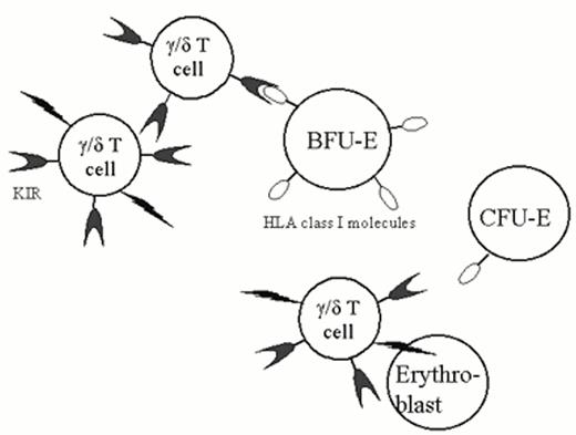 Figure 2. The patient's γ/δ T cells express KIR (killer inhibitory receptors). When KIR bind HLA class I antigens on the surface of a target cell, the ability of the effector cell to lyse its target is inhibited. Normal BFU-E express class I determinants, but this expression is down-regulated as CFU-E mature proerythroblasts. This patient had a clonal expansion (LGL leukemia) involving γ/δ T cells, resulting in the “autoimmune” lysis of proerythroblasts and PRCA.