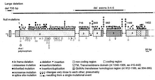 Figure 4. Structure and mutations of the PIG-A gene. . / The coding region is shown in the form of boxes; introns are shown in the form of dashed lines (not drawn to scale). Nucleotide numbers are shown above the exons. Null mutations (frameshift, nonsense and splicing) are indicated above the exons. Missense mutations and in frame deletions are indicated below the exons. Each symbol represents one individual mutation. All mutations are somatic, except for the two shown in green. From reference 17.