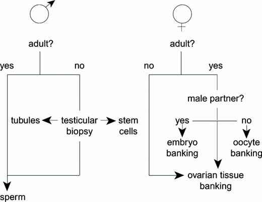 Figure 1. Practical and theoretical options for conserving fertility by cryopreservation.