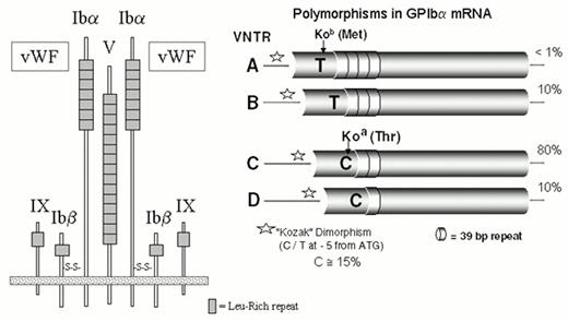Figure 1. The GPIb-IX-V complex.