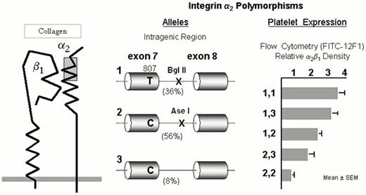 Figure 3. Integrin α2β1.