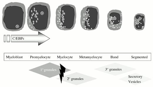 Figure 1. Neutrophil granule expression during myelopoiesis. . / Granule protein synthesis and granule packaging accompany the sequential stages of myeloid cell development. Loss of C/EBPϵ expression, predominantly expressed during promyelocytic differentiation, results in the loss of azurophil granule defensins, and specific and tertiary granules (hatched diamonds).