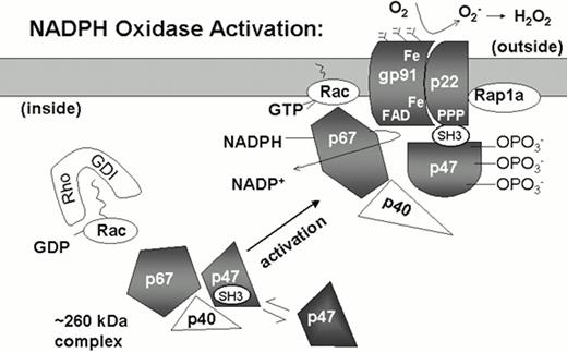 Figure 2. Model of NADPH oxidase activation. / In unstimulated neutrophils, the subunits of the NADPH oxidase are separated in the cytoplasmic and membrane compartments. The plasma and specific granule membranes contain flavocytochrome b with its p22phox and glycosylated gp91phox subunits and the small GTPase Rap1a. The flavin and heme groups (Fe) that mediate the transfer of electrons from NADPH to molecular oxygen appear to be localized in the gp91phox subunit. The cytosolic components p47phox and p67phox may exist as a preformed complex of 260 kDa, which also includes at least one additional protein, p40phox. The small GTPase Rac is also present in the cytosol in its inactive GDP bound state, in a complex with a GDP dissociation inhibitor (Rho-GDI). With neutrophil activation, the cytosolic phox subunits translocate to the membrane, which is dependent upon phosphorylation of p47phox and exposure of an SH3 domain that binds to p22phox. Other binding sites between p47phox and gp91phox are also likely to be important. Neutrophil activation also triggers the conversion of Rac-GDP to Rac-GTP and dissociation from Rho-GDI. Rac-GTP is membrane-associated, interacting with p67phox and another undetermined site in the oxidase complex.